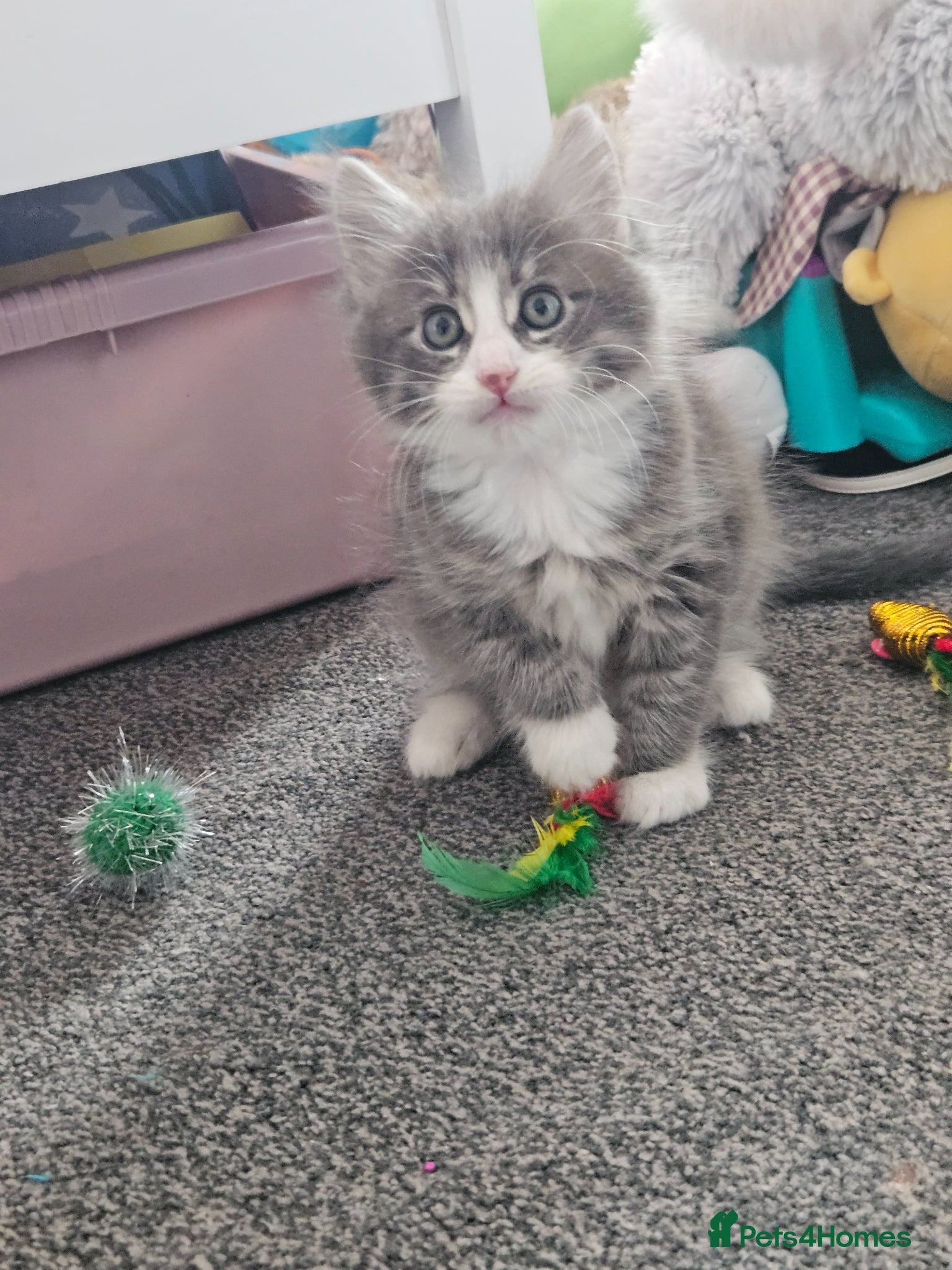 Mixed Breed cats Kittens 1 male 1 female  - Advert 2