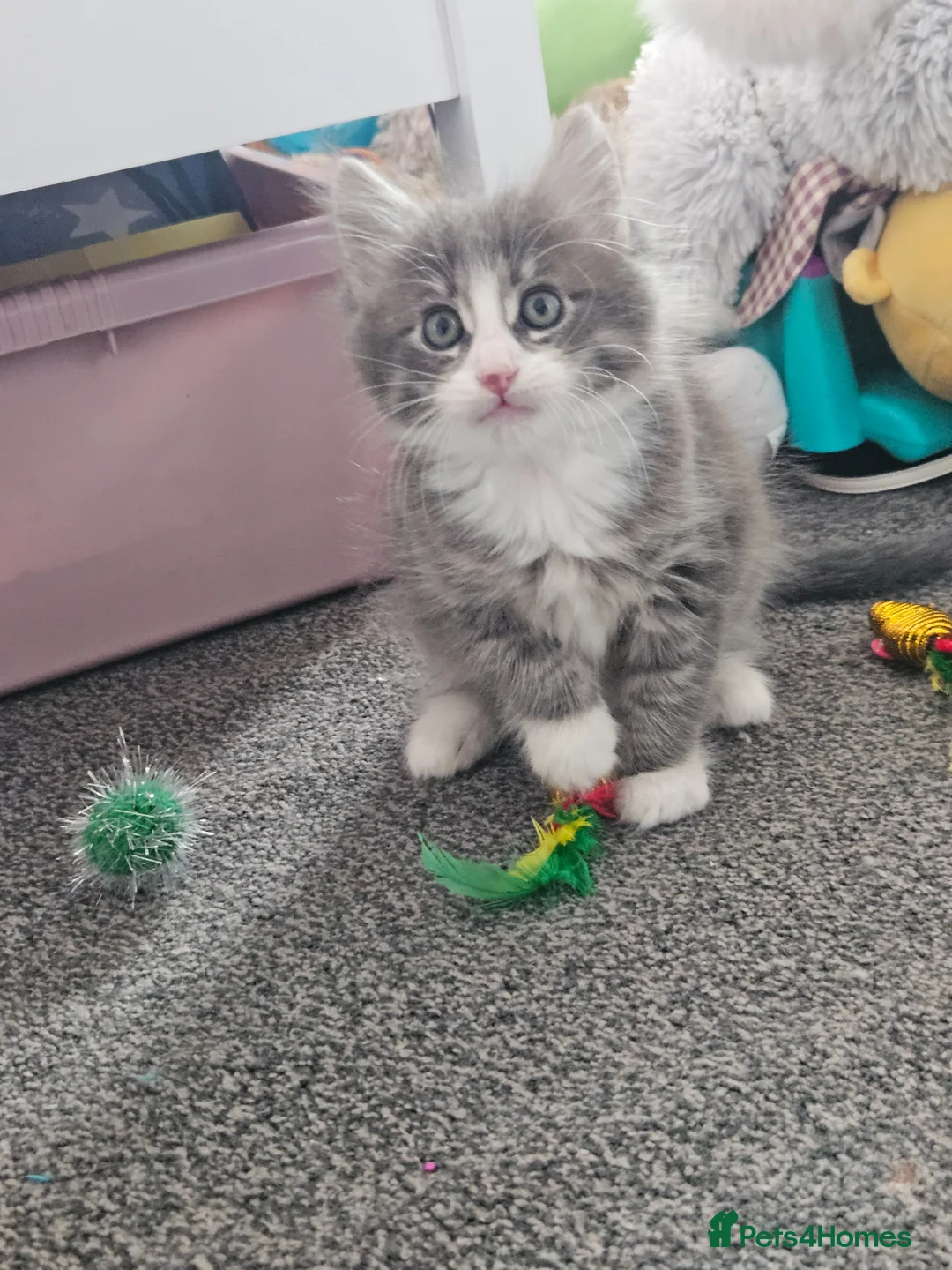 Mixed Breed cats for sale: Kittens 1 male 1 female  in Blyth - Advert 1