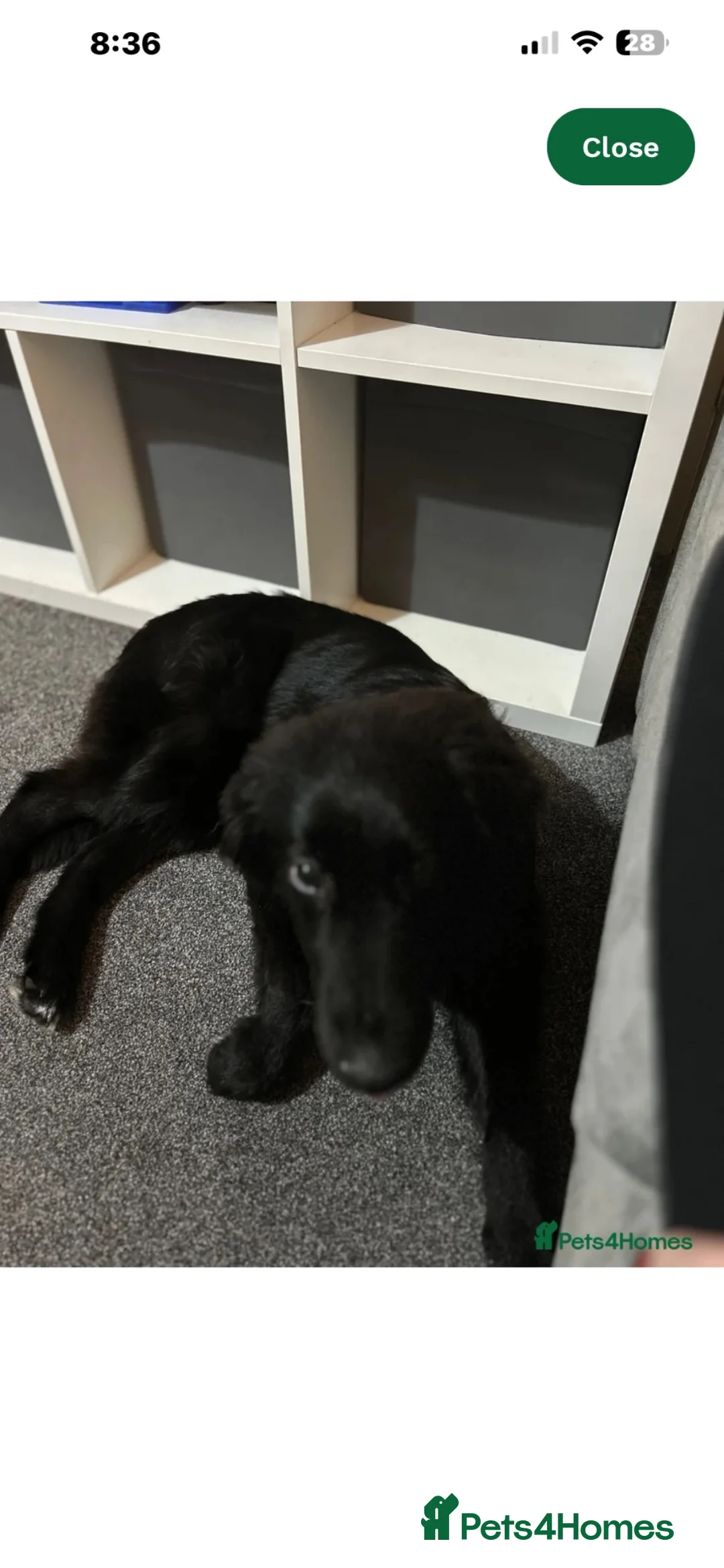 Mixed Breed dogs for sale: Border collie mix  in Newbury - Advert 2