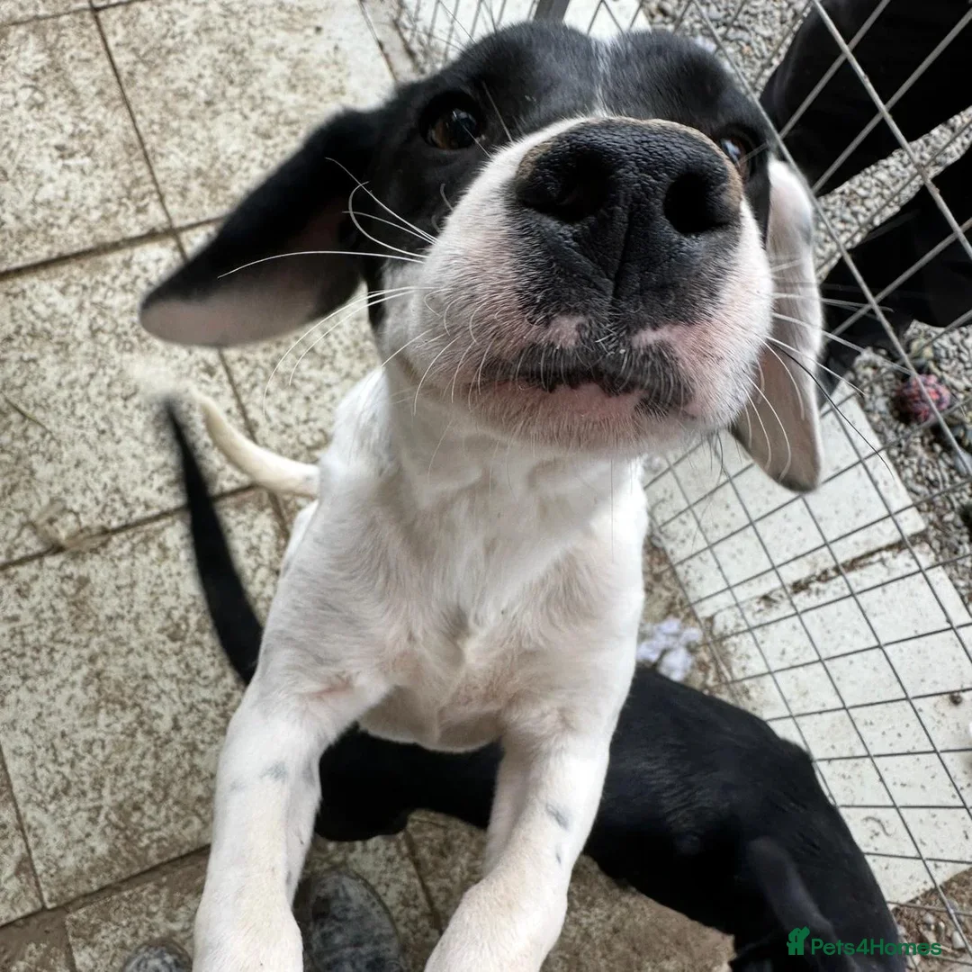 Mixed Breed dogs for adoption: Fisher - Advert 26