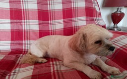 Mixed Breed dogs for sale: Lhasa Apso Cross Breed 6 year old Dog - Image 4