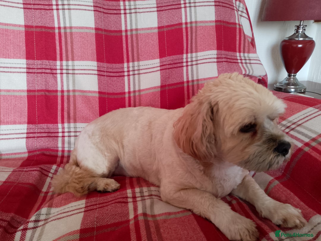 Mixed Breed dogs for sale: Lhasa Apso Cross Breed 6 year old Dog - Image 4