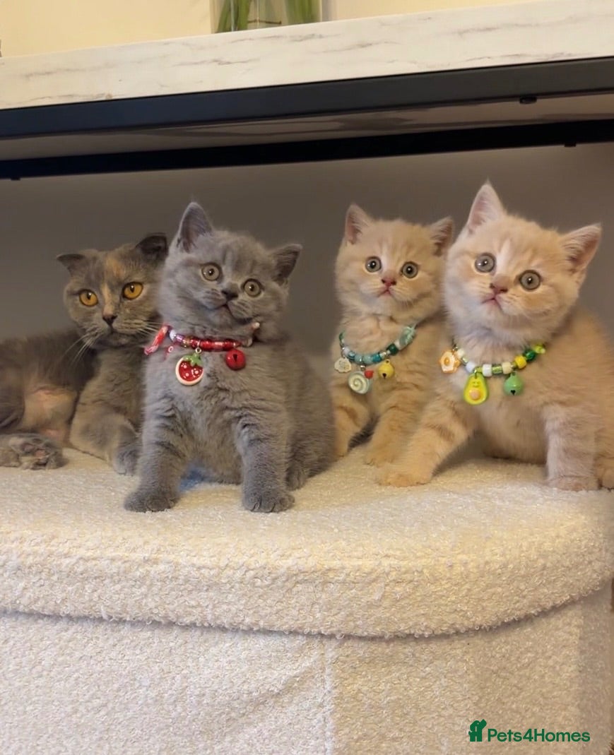Scottish Fold cats Uniquely coloured Scottish fold kittens 🐾 - Advert 4