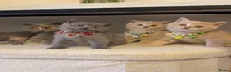 Scottish Fold cats for sale: Last female Scottish fold kittens 🐾 - Advert 7