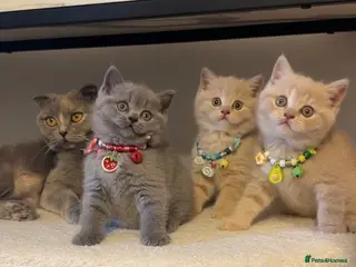 Scottish Fold cats Uniquely coloured Scottish fold kittens 🐾 - Advert 4