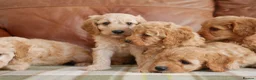 Cavapoo dogs for sale: Quality Health Tested F1b Miniature Cavapoos - Advert 7