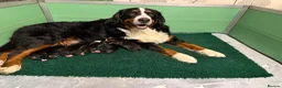 Bernese Mountain Dog dogs for sale: KC Bernese Mountain Dog Puppies - Advert 13