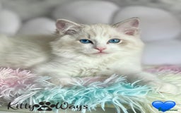 Ragdoll cats for sale: 🐾🩷*TICA REG* LYNX TABBY EU RAGDOLL KITTENS🩵🐾 - Image 5