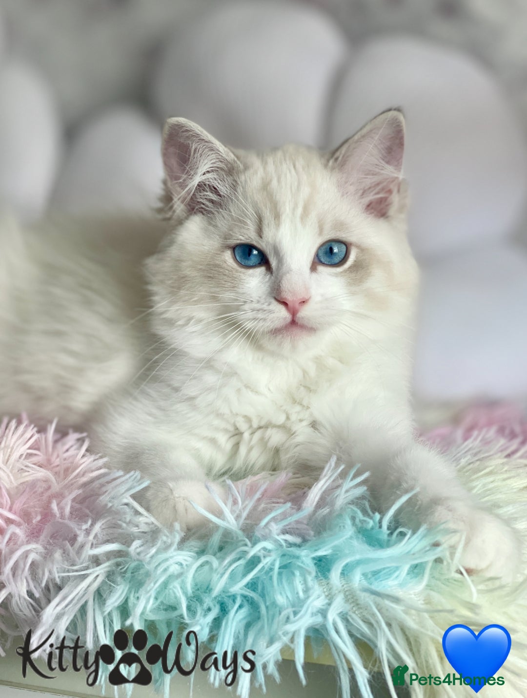 Ragdoll cats for sale: 🐾🩷*TICA REG* LYNX TABBY EU RAGDOLL KITTENS🩵🐾 - Image 5