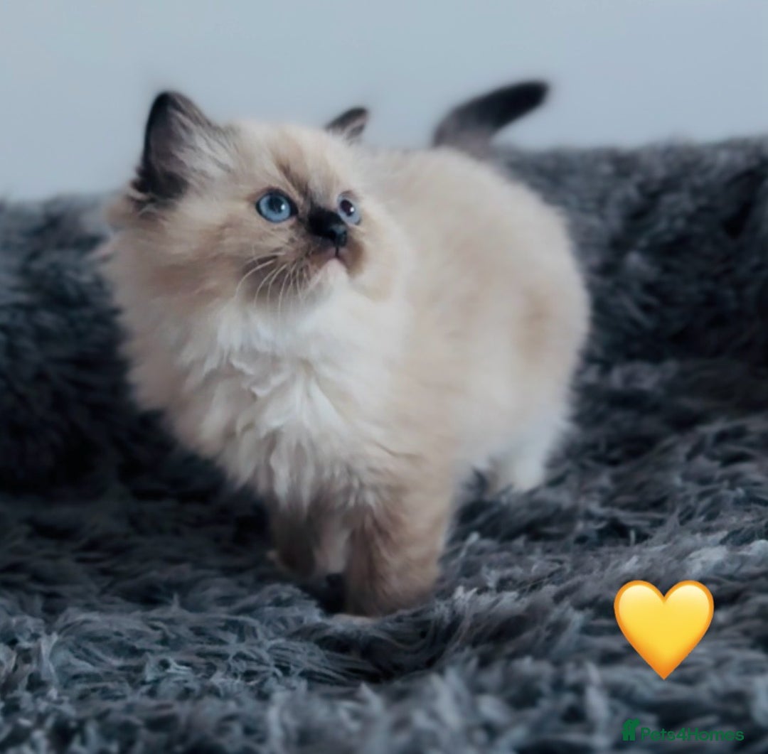 Ragdoll cats for sale: 🩷🐾Tica full Pedigree🐾EU Ragdoll 🐱🐾DNA Clear - Advert 6