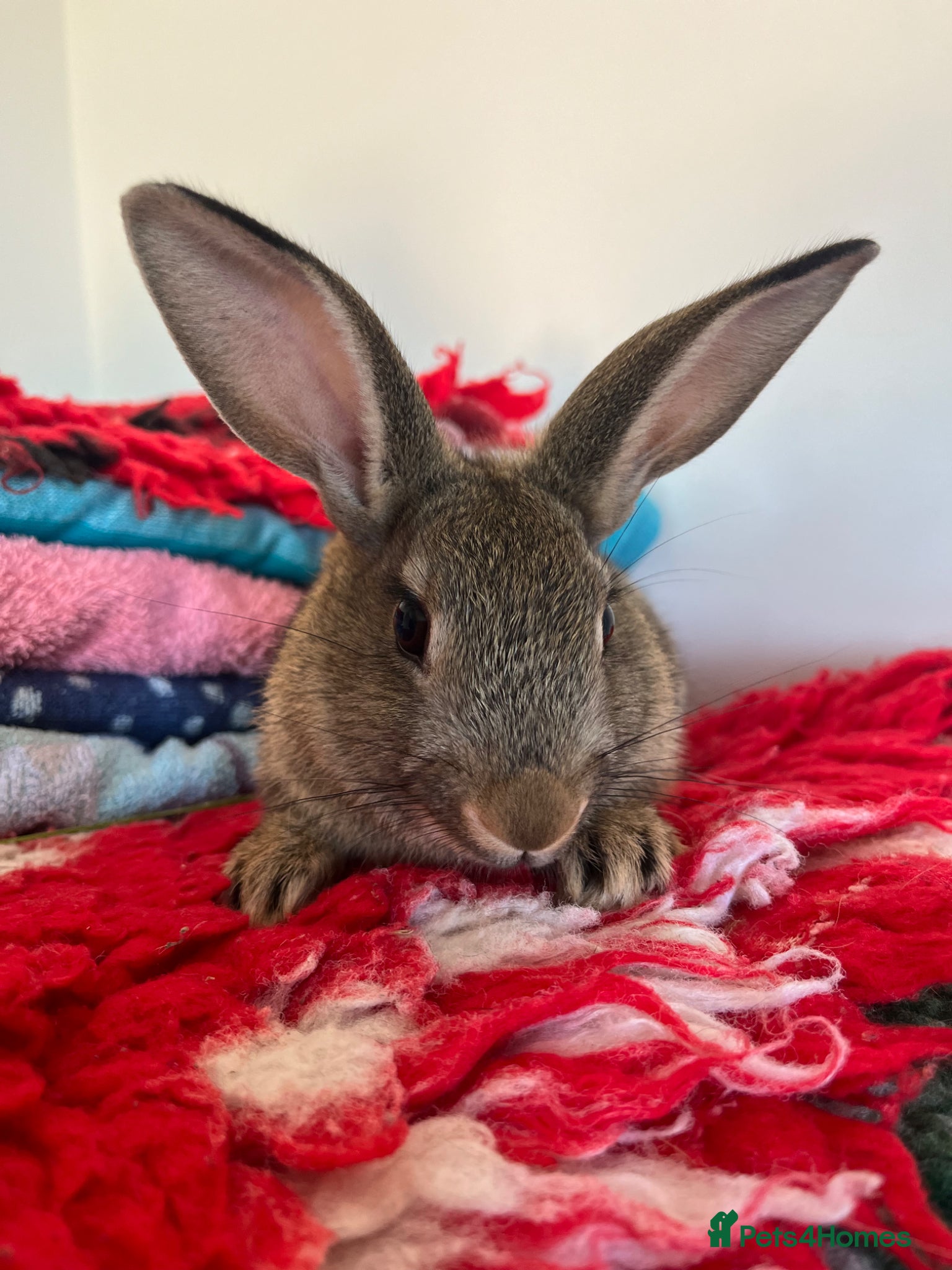 Rex rabbits Now Vaccinated and vet checked Standard Rex x  - Advert 1