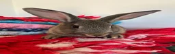 Rex rabbits for sale: Now Vaccinated and vet checked Standard Rex x  - Advert 1