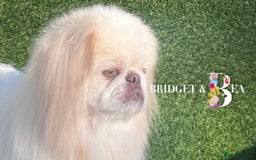 Pekingese dogs for sale: 💜UNIQUE LILAC CREAM MALE💜 - Image 4