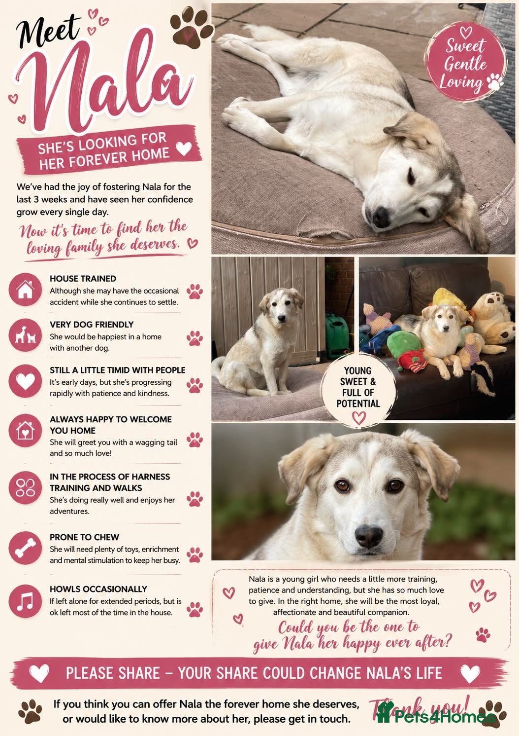 Mixed Breed dogs 🐾🌸NALA – The Little Survivor Who Never Gave Up🌸 - Advert 1