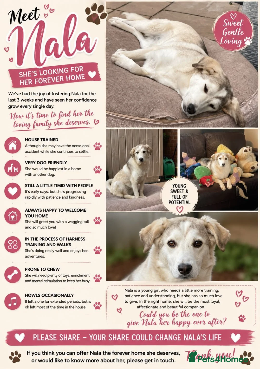Mixed Breed dogs for adoption: 🐾🌸NALA – The Little Survivor Who Never Gave Up🌸 in Stockton-on-Tees - Advert 1