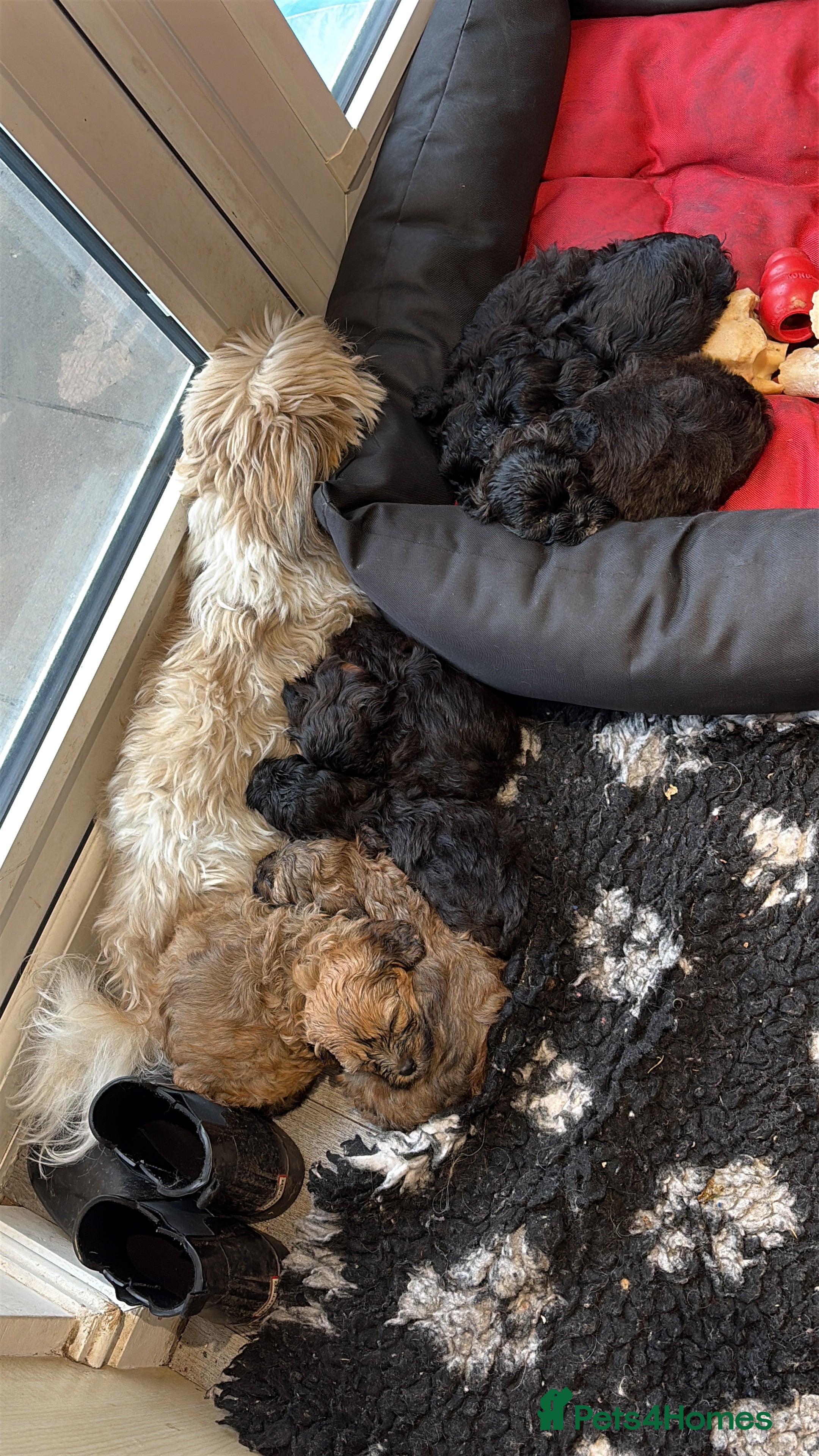 Shihpoo dogs Shihpoo f1 puppies 2 girls left 🩷🩷 - Advert 2