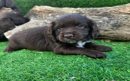 Cocker Spaniel dogs for sale: WORKING dna clear cocker spaniels  - Image 22