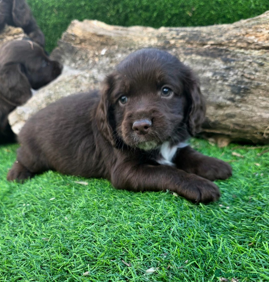 Cocker Spaniel dogs for sale: WORKING dna clear cocker spaniels  - Image 22