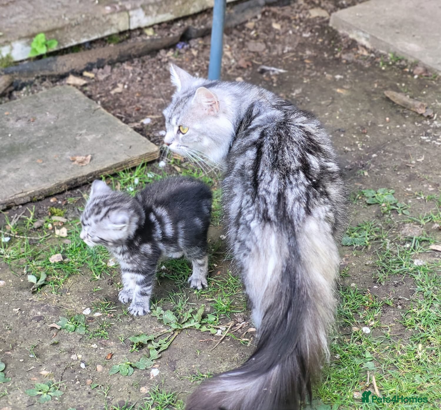 Maine Coon cats for sale: Gorgeous litter of Maine Coon x kittens - Advert 1