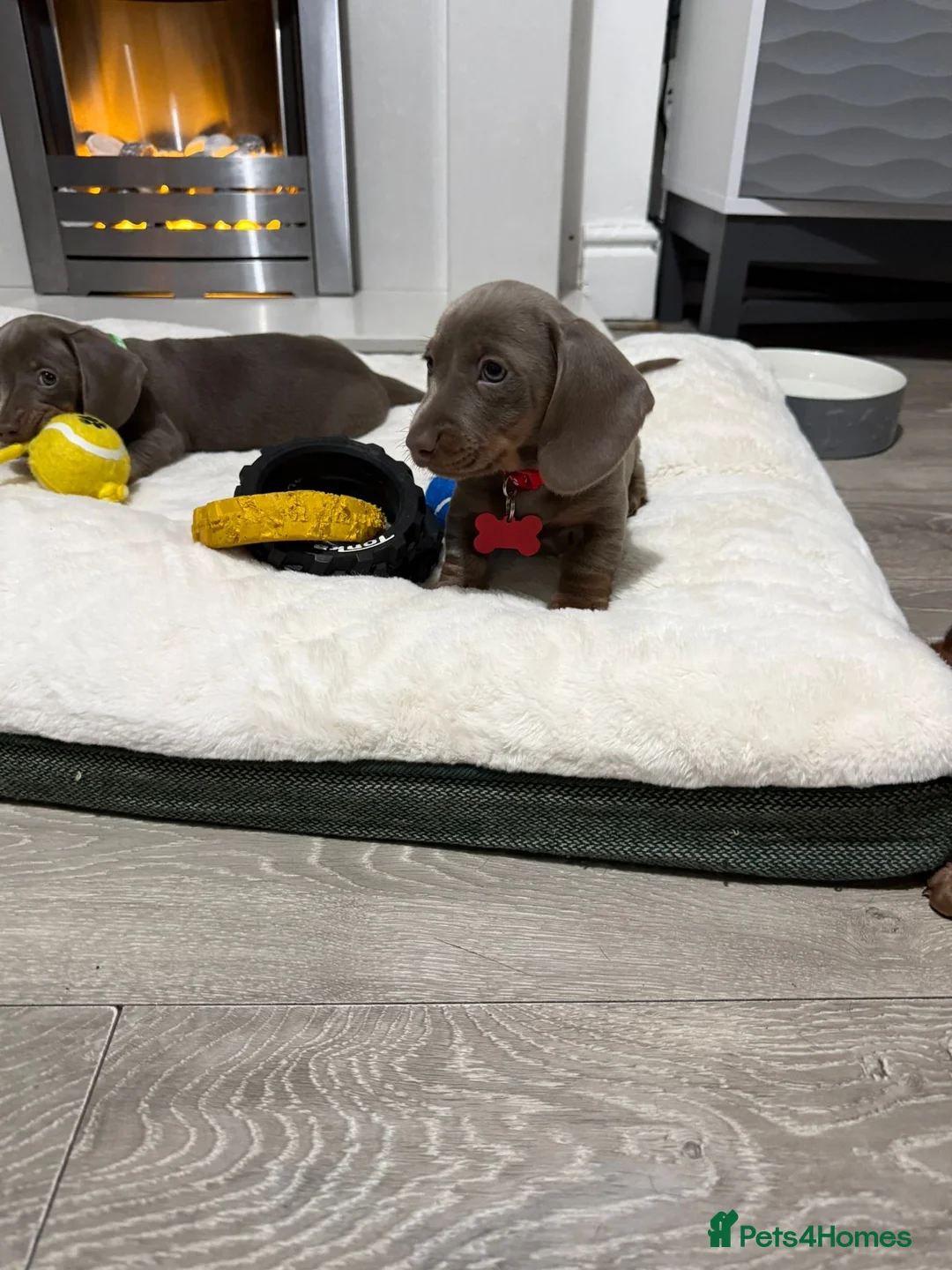 Miniature Dachshund dogs for sale: PRA Clear Miniature Dachshund Puppies  - Advert 2