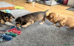 Cocker Spaniel dogs for sale: Handsome boys - Image 15