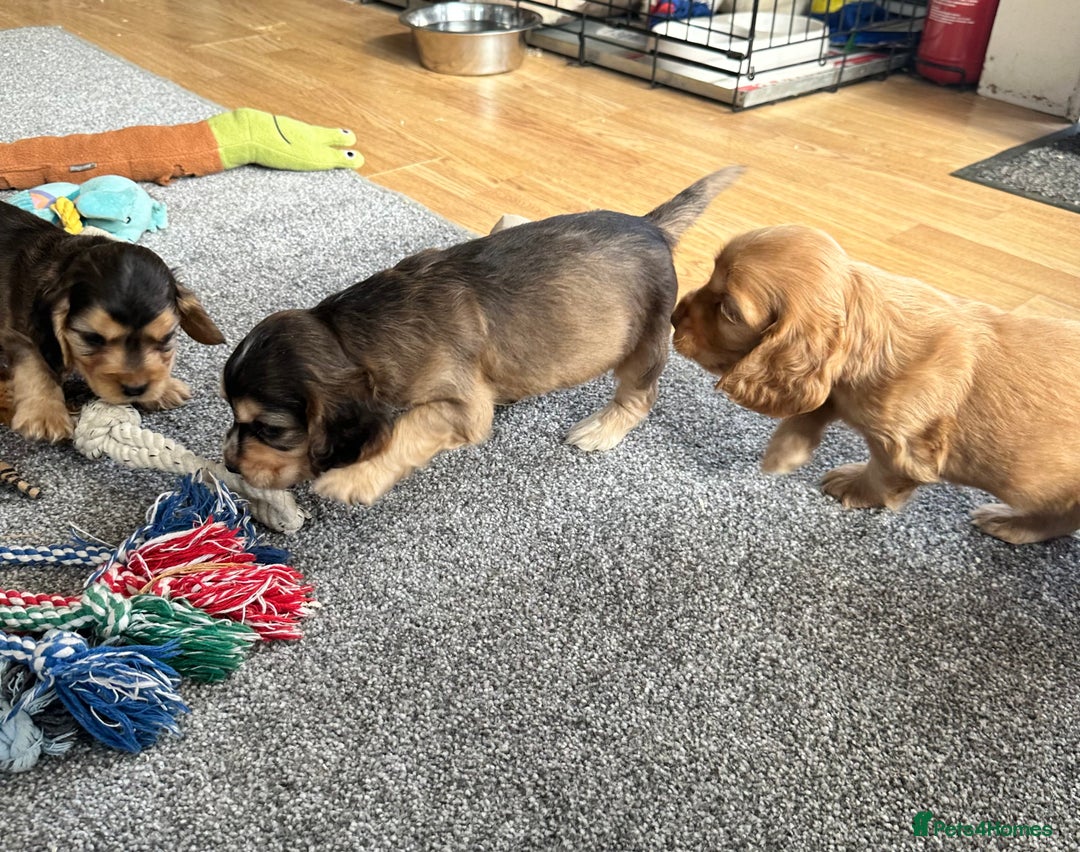 Cocker Spaniel dogs for sale: Handsome boys - Image 15