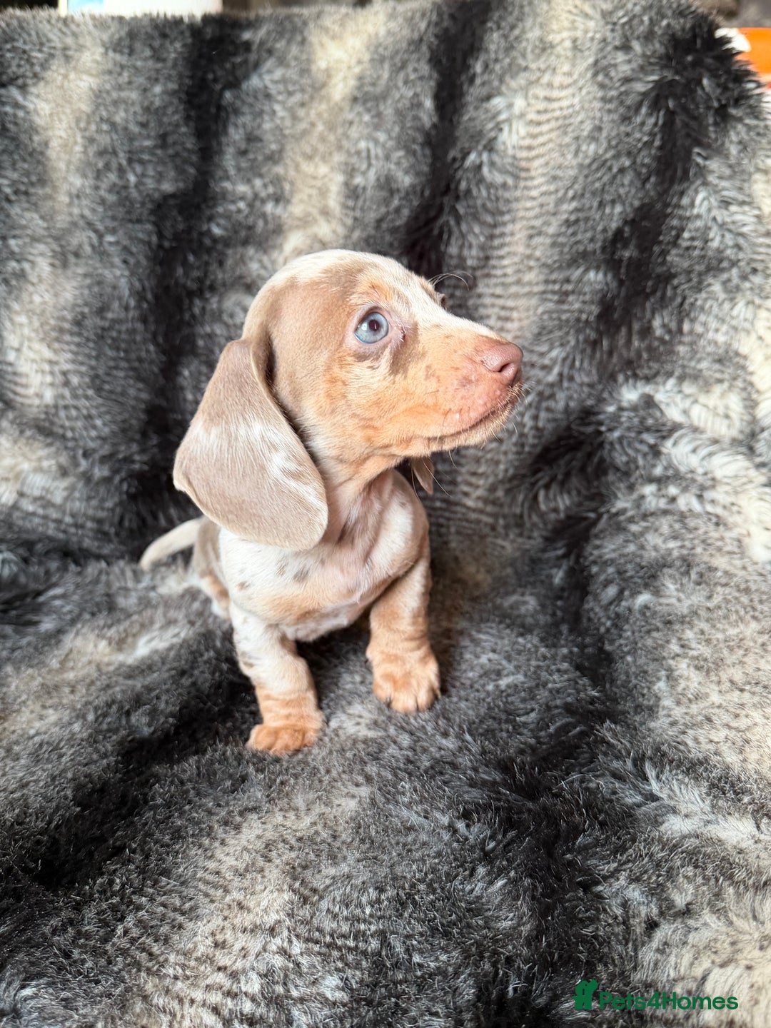 Miniature Dachshund dogs for sale: KC Registered Miniature Shorthaired Dachshund - Image 18