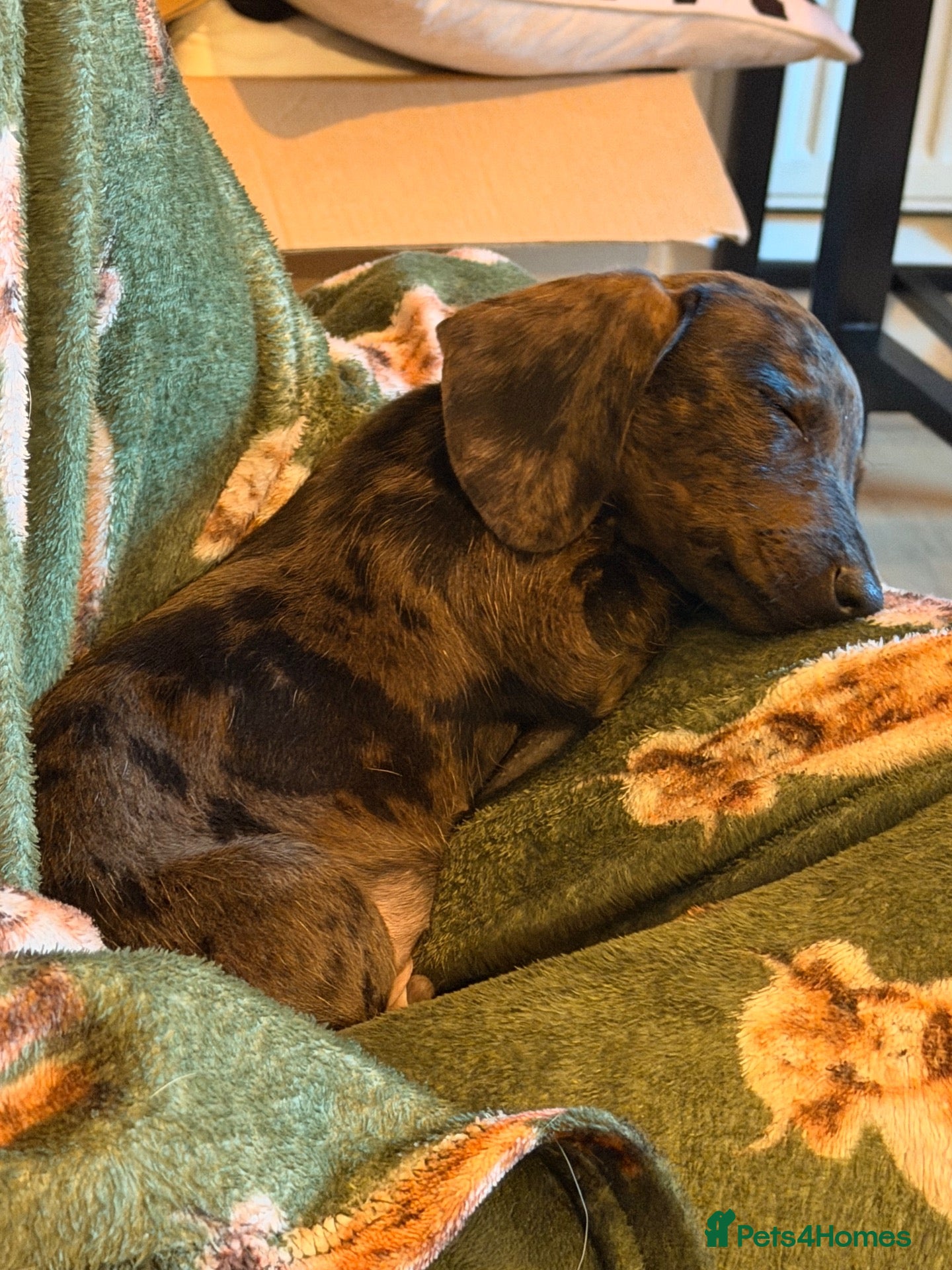 Miniature Dachshund dogs Little otis  - Advert 5