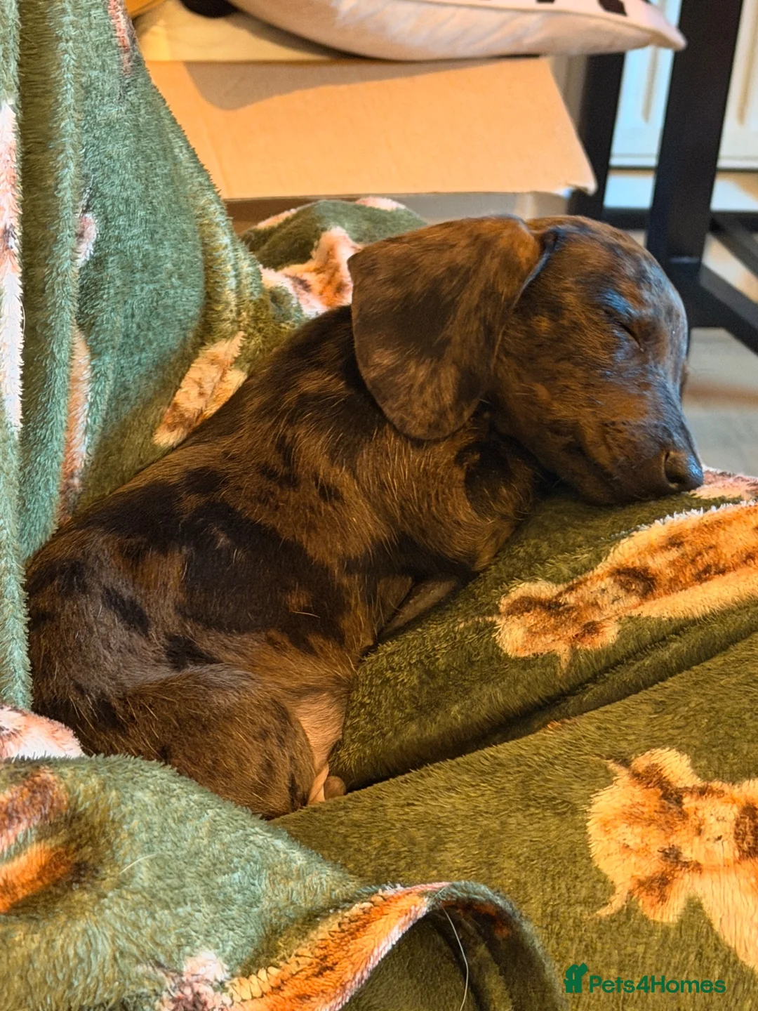 Miniature Dachshund dogs for sale: Little otis  in Mirfield - Advert 1