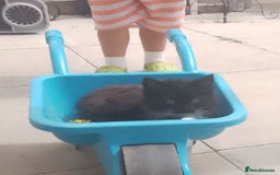 Mixed Breed cats for sale: Kittens - Image 3