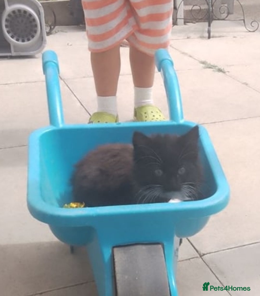 Mixed Breed cats for sale: Kittens - Image 3