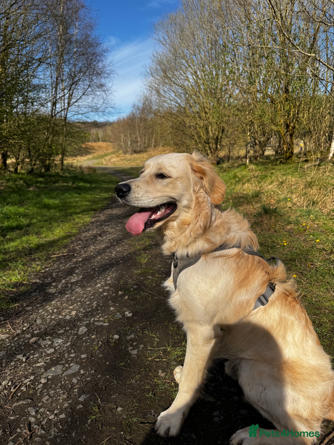 Golden Retriever dogs for sale: Arlo  - Image 2