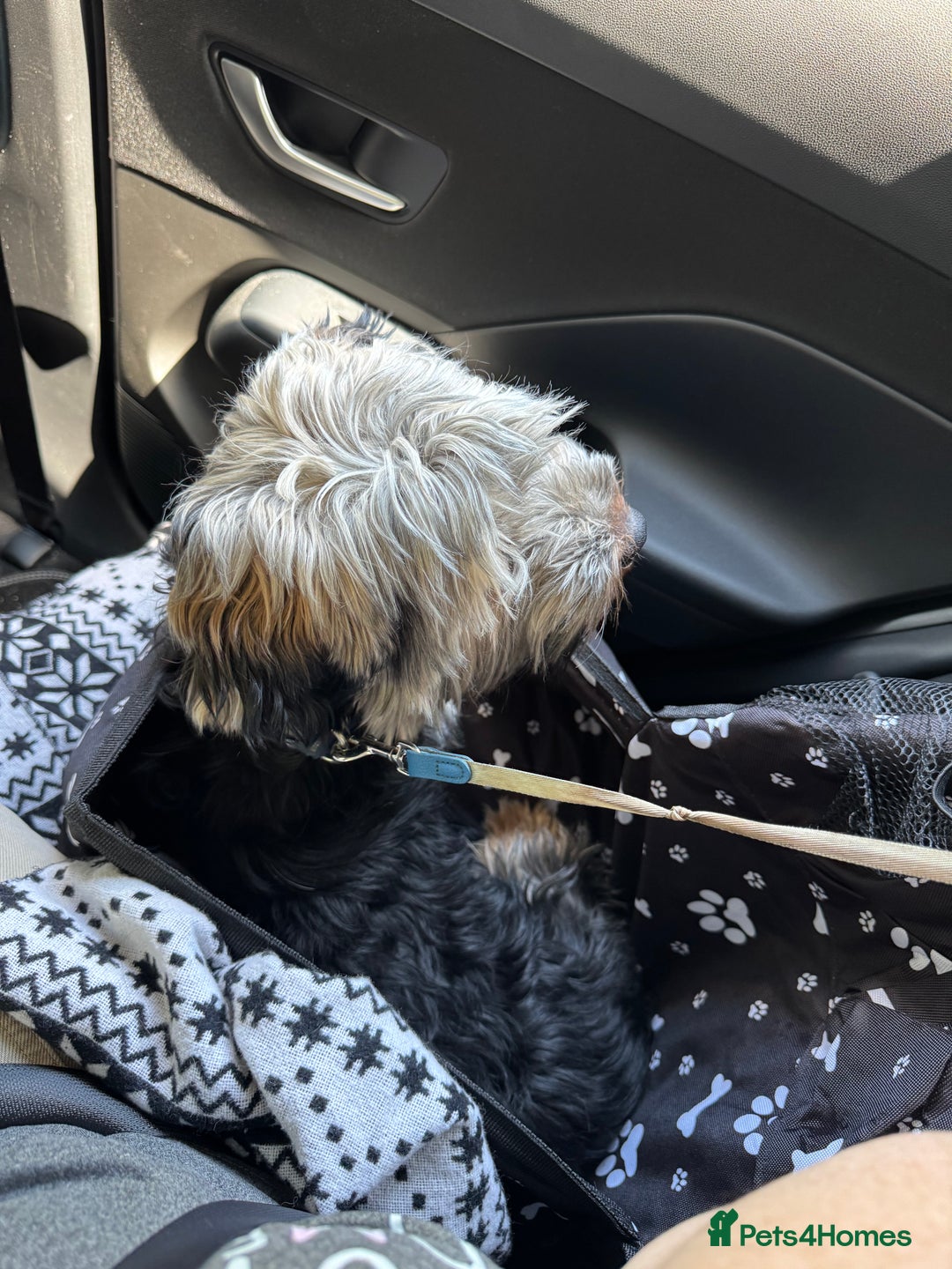 Mixed Breed dogs for sale: Looking for forever home  - Image 5