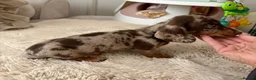 Miniature Dachshund dogs for sale: Beautiful Kc Reg miniature dachshunds  - Advert 12