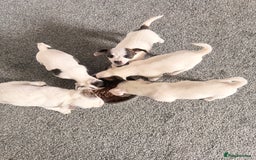 Mixed Breed dogs for sale: 5 beautiful girl puppies - Image 3