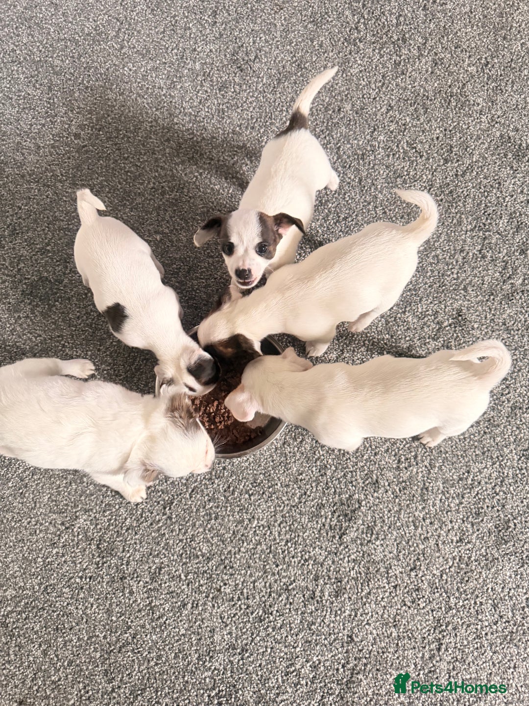 Mixed Breed dogs for sale: 5 beautiful girl puppies - Image 3