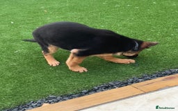 German Shepherd dogs for sale: Healthy German shepherd puppy needs new home - Image 7