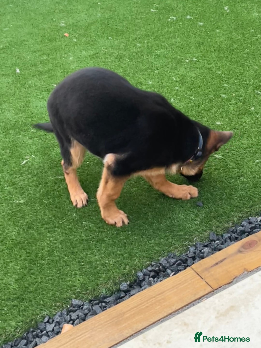 German Shepherd dogs for sale: Healthy German shepherd puppy needs new home - Image 7