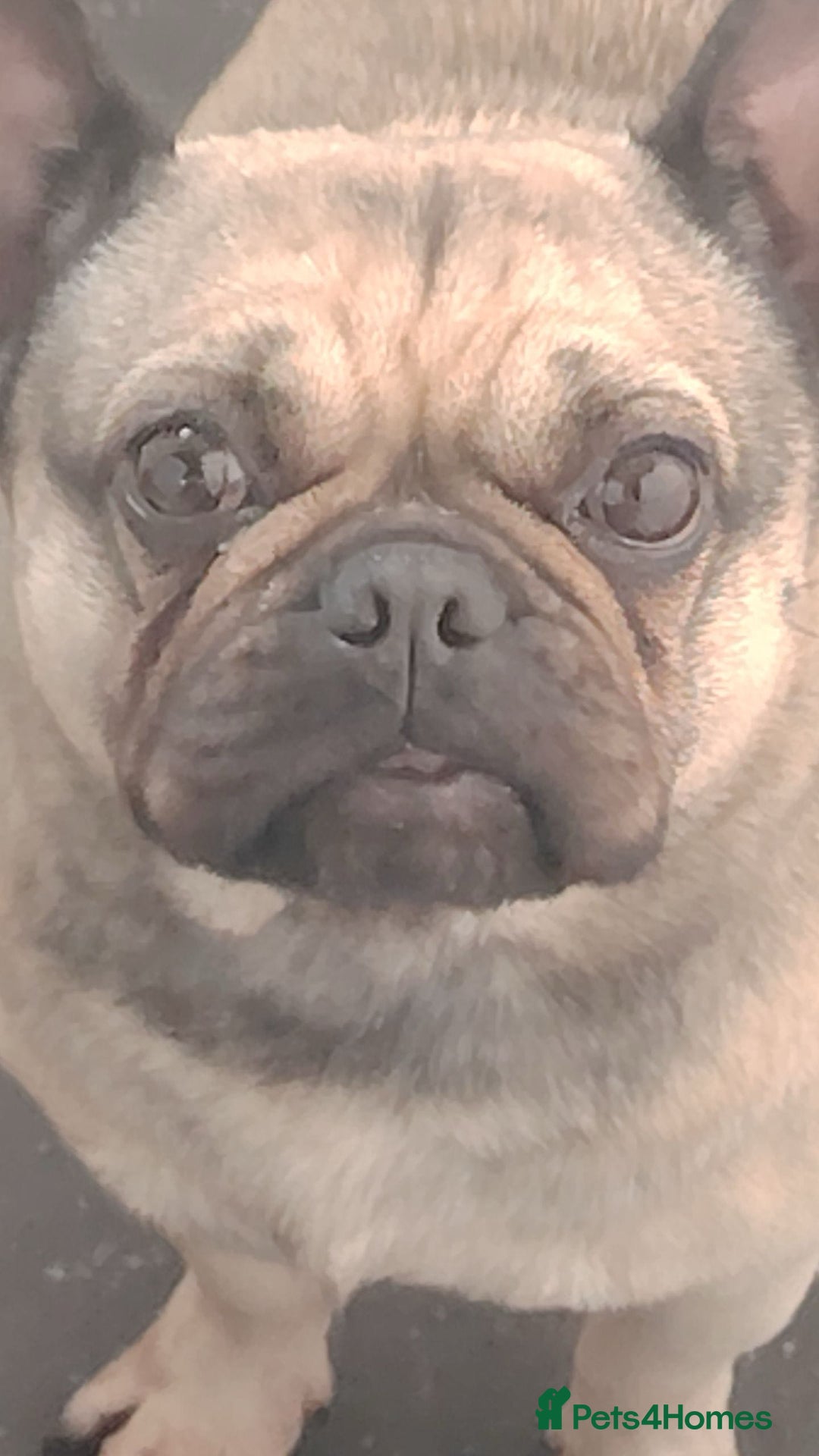 Frug dogs for sale: Frug for a new home - Image 1