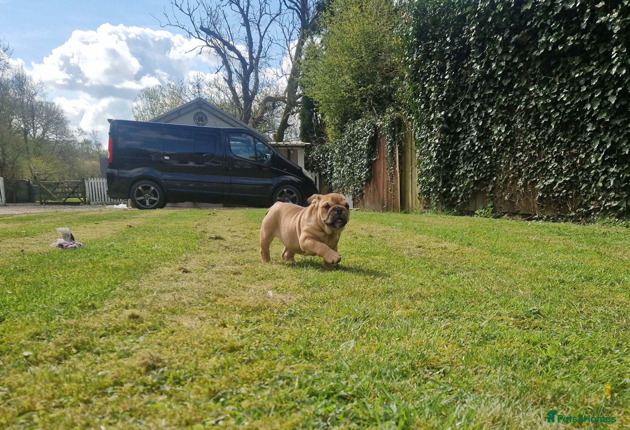 English Bulldog dogs for sale: Beautiful Bull dog puppies  - Advert 7