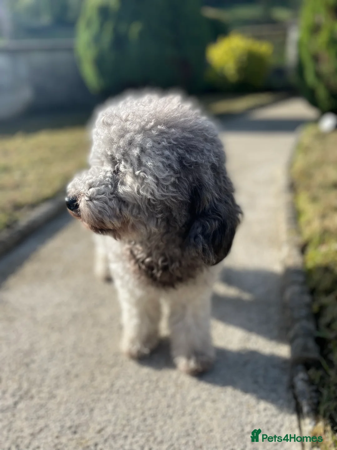 Miniature Poodle dogs for stud: Mister Kent Merlin silver miniature Poodle Stud in London - Advert 8