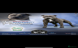Staffordshire Bull Terrier dogs for sale: Beautiful blue staffy pups excellent pedigree  - Image 27