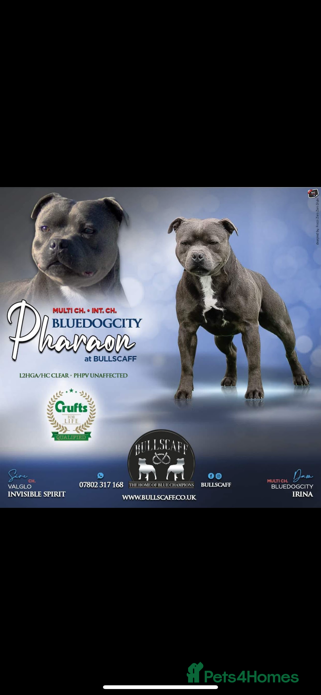 Staffordshire Bull Terrier dogs for sale: Beautiful blue staffy pups excellent pedigree  - Image 27