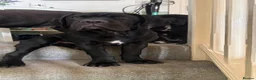 Cane Corso dogs for sale: CANE CORSO PUPPIES ready to leave/2 males - Advert 3