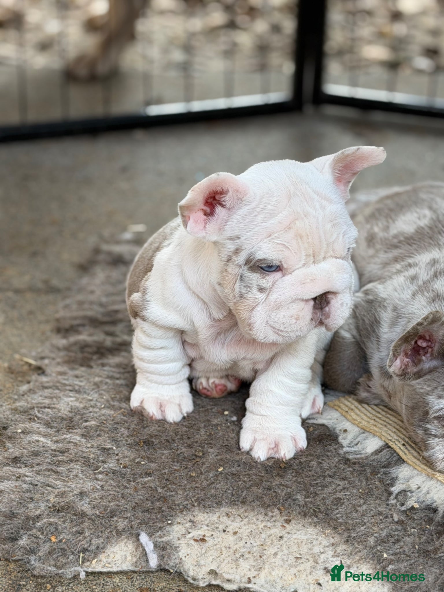 French Bulldog dogs **Beautiful French Bulldog Puppies** - Advert 6