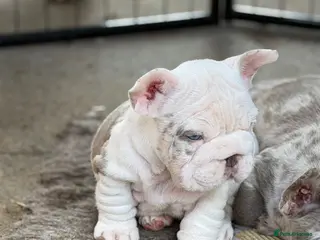 French Bulldog dogs **Beautiful French Bulldog Puppies** - Advert 6