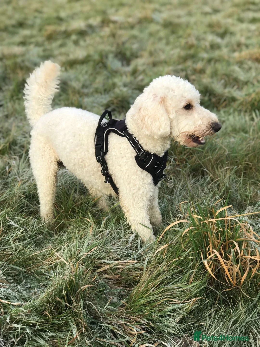 Miniature Poodle dogs for stud: Cream Miniature Poodle - available for stud in Welwyn - Advert 3