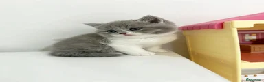 British Shorthair 3