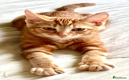 Domestic Shorthair cats for sale: William & Harry (The Royals) - Image 1