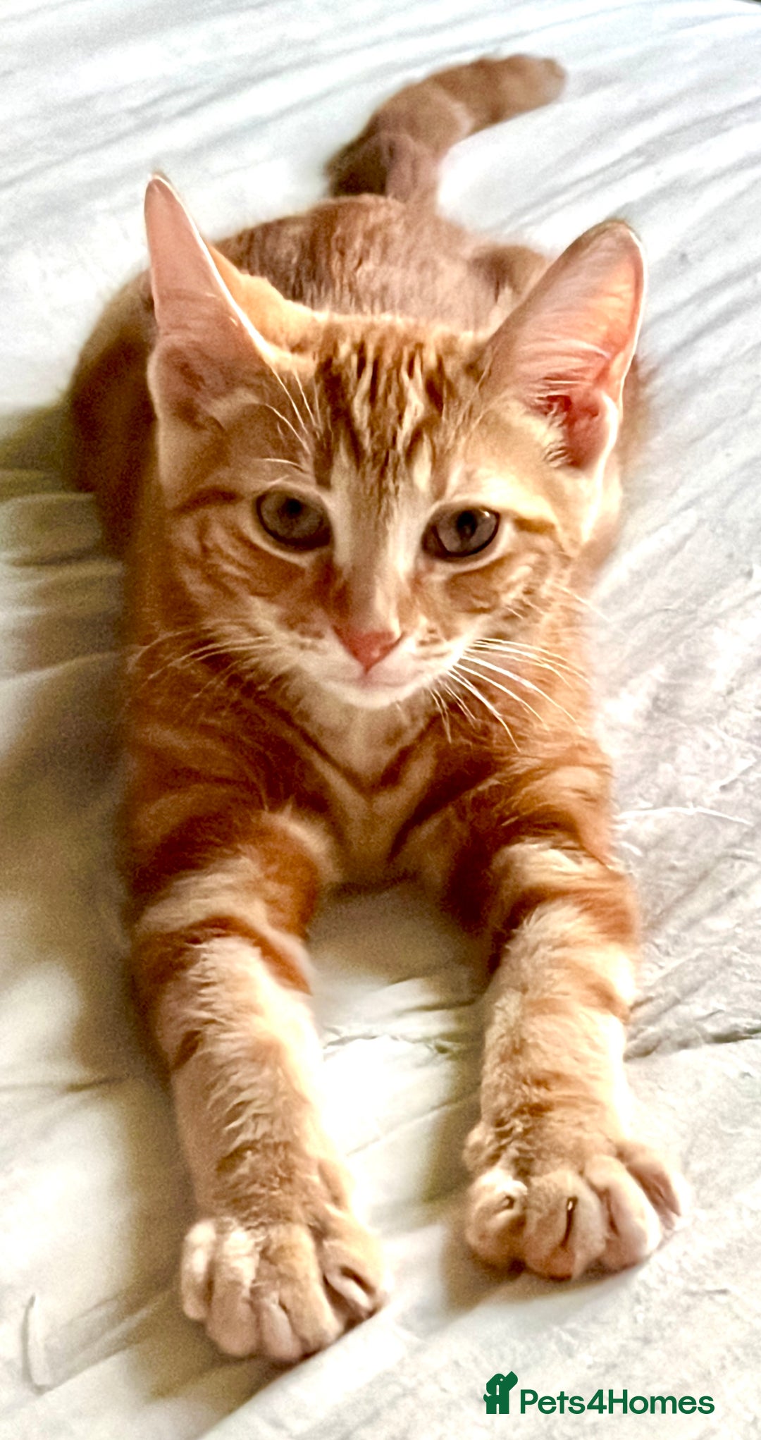 Domestic Shorthair cats for sale: William & Harry (The Royals) - Image 1